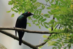 亚洲露鸟,探寻神秘的自然奇观